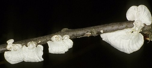 Poronidulus conchifer