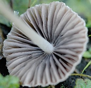 The gills of Psathyrella gracilis