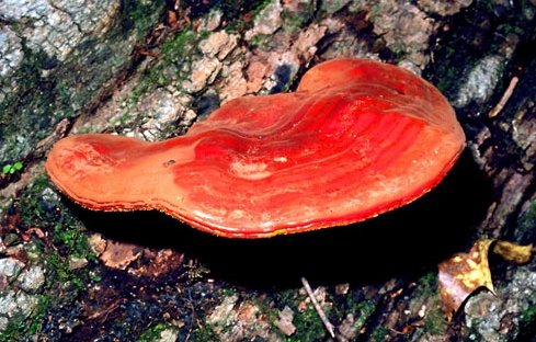 Pycnoporus cinnabarinus