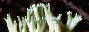 Ramaria apiculata Tips