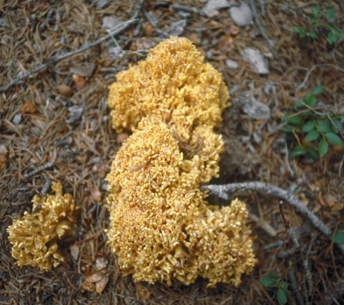 Ramaria aurea in the wild