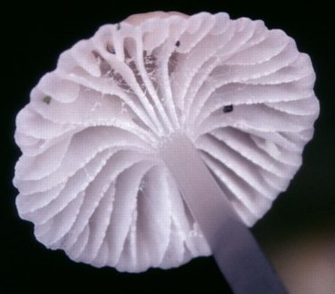 Underneath the cap, showing gills and stem apex of the medicinal mushroom Roridomyces roridus