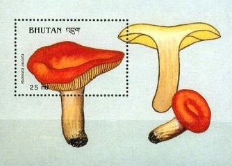 Russula aurea Stamp