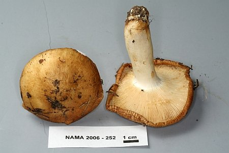 Russula foetens