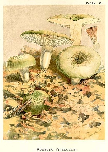 Russula virescens Drawing