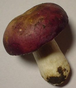 Russula xerampelina