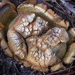 Scleroderma polyrhizum