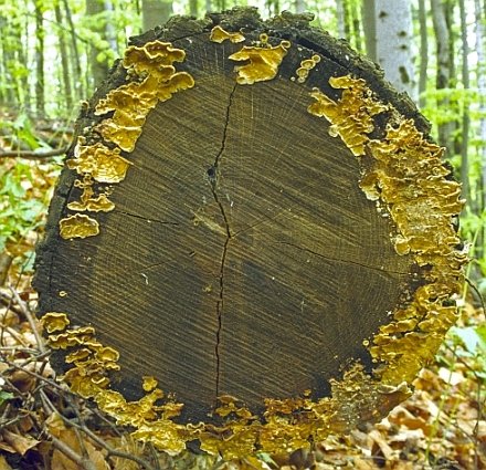 The medicinal mushroom Stereum gausapatum gowing on an oak log