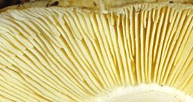 Tricholoma flavovirens gills