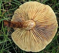 The gills of Tricholoma fulvum