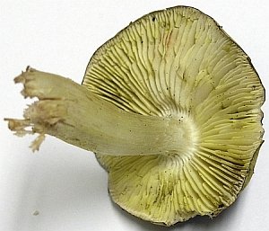 The gills of Tricholoma sejunctum