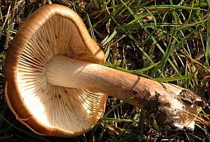 The gills of Tricholoma ustale