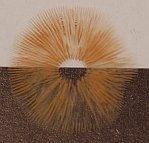 A spore print of Tubaria furfuracea