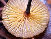 The gills of the medicinal mushroom Xeromphalina cauticinalis
