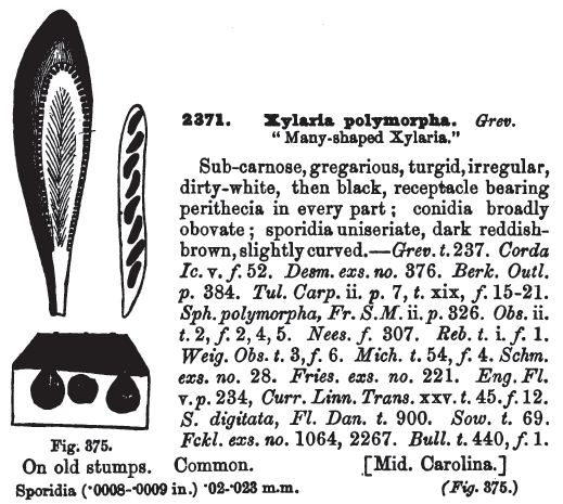 Xylaria polymorpha in Handbook of British Fungi