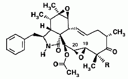 cytochalasin Q from the medicinal mushroom Xylaria hypoxylon