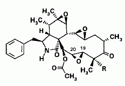 cytochalasin R