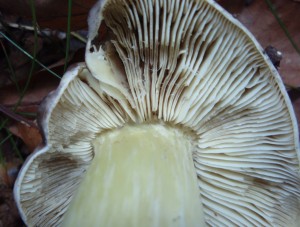 The gills of Tricholoma portentosum