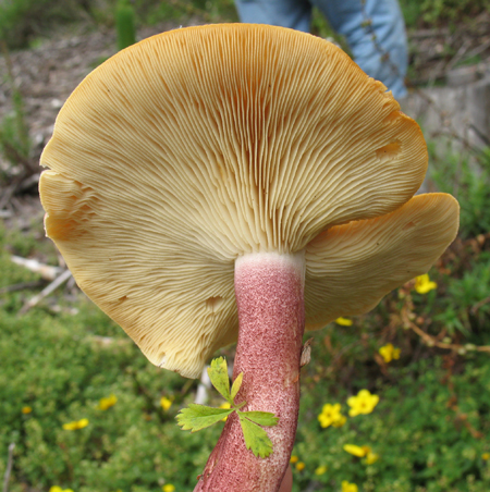 The GIlls of the Tricholomopsis rutilans