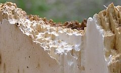 White rot caused by Fomitopsis pinicola.