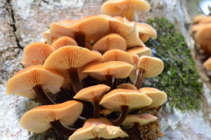 Enokitake or Flammulina velutipes