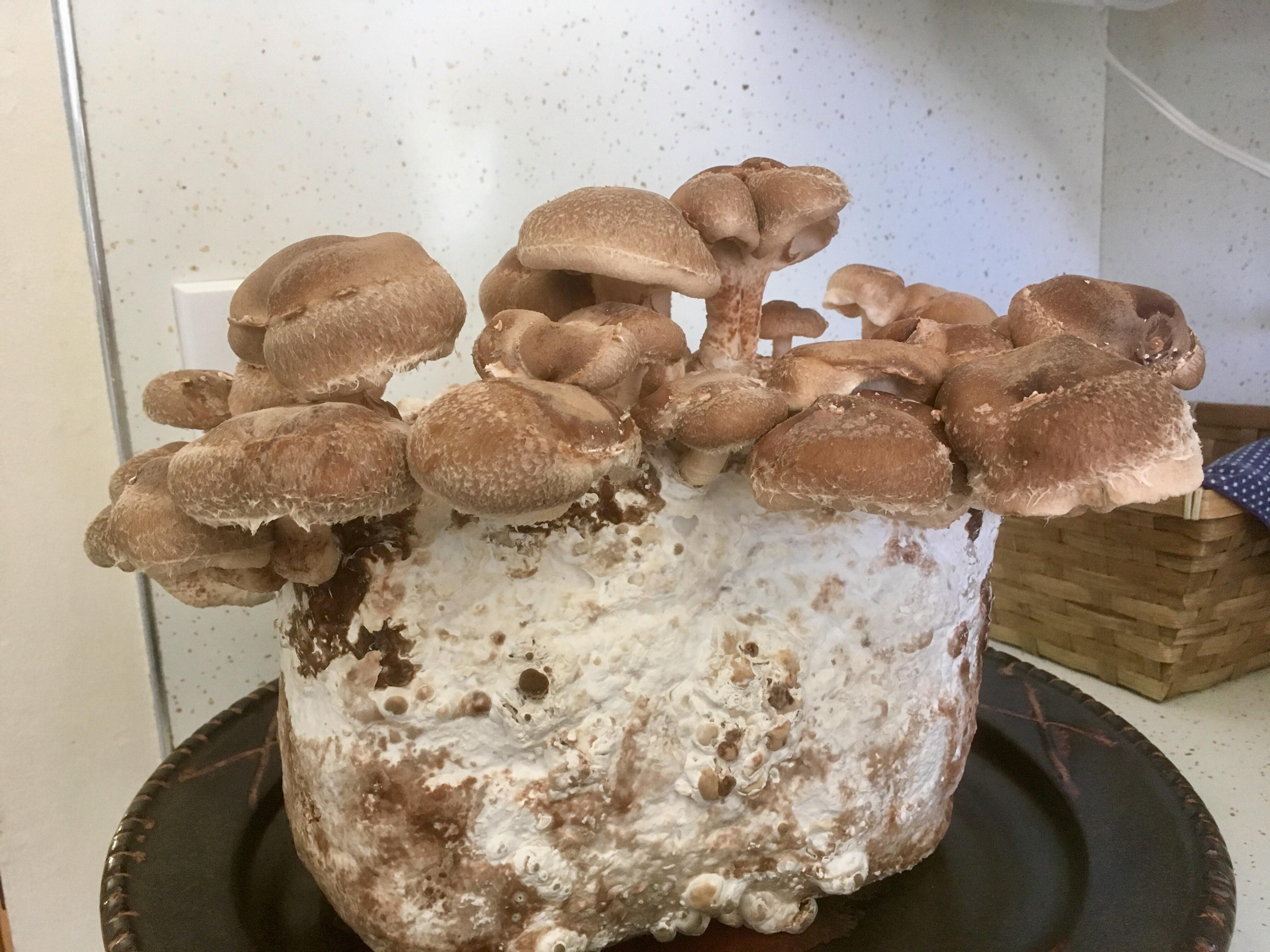 https://healing-mushrooms.net/wp-content/uploads/2019/09/Mushroom-Sawdust-Substrate.jpg