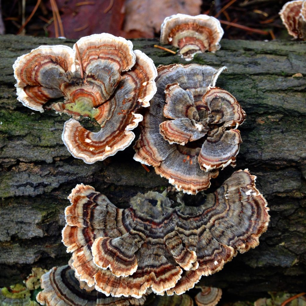 Mushroom Substrate Deadwood Log