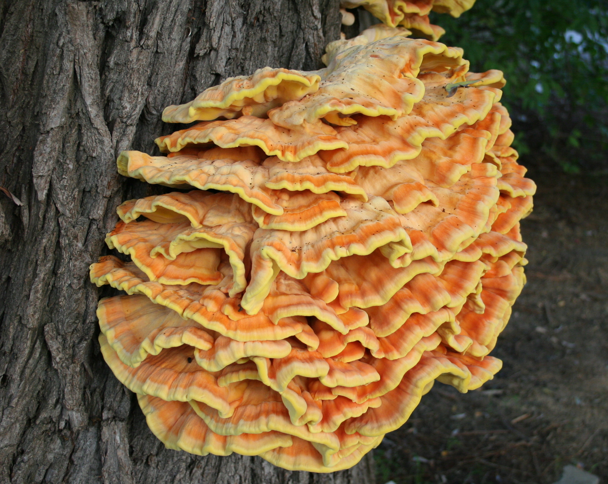 Есть гриб трутовик. Гриб трутовик серно желтый. Трутовик серно желтый Laetiporus sulphureus. Трутовик Летипорус. Древесный гриб трутовик древесный гриб трутовик.