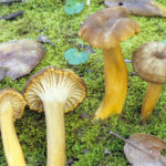 Craterellus tubaeformis