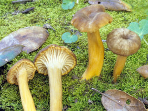 Craterellus tubaeformis