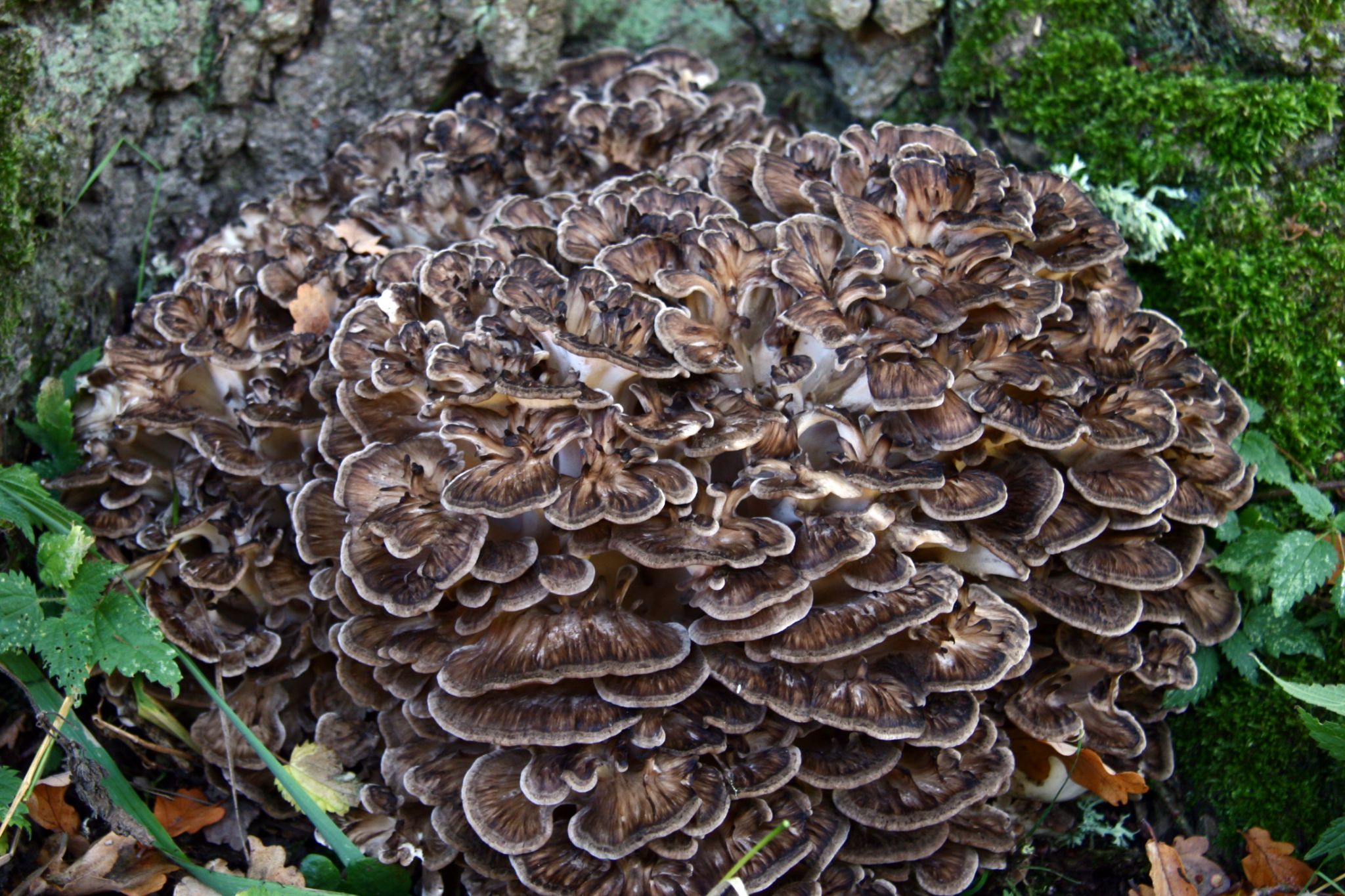 Maitake Mushroom