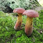 Boletus bicolor