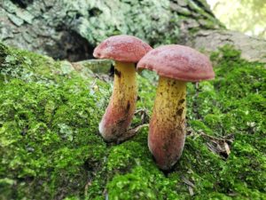 Boletus bicolor