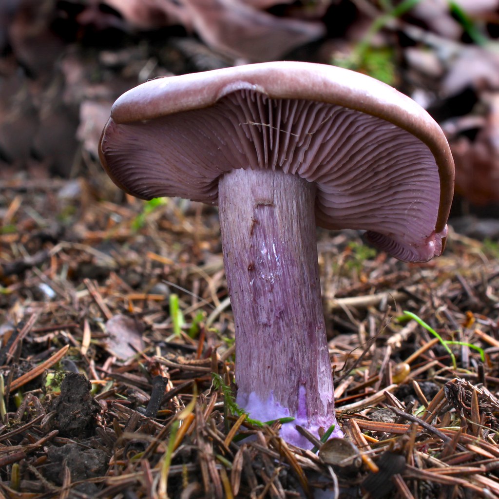 CLYTOCYBE NUDA mushroom WOOD BLEWIT MUSHROOM LEPISTA NUDA mycelium 10 g 100 g