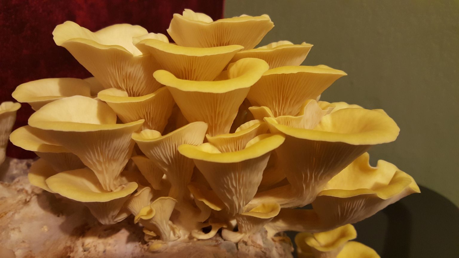Pleurotus citrinopileatus Golden Oyster Benefits & Identification