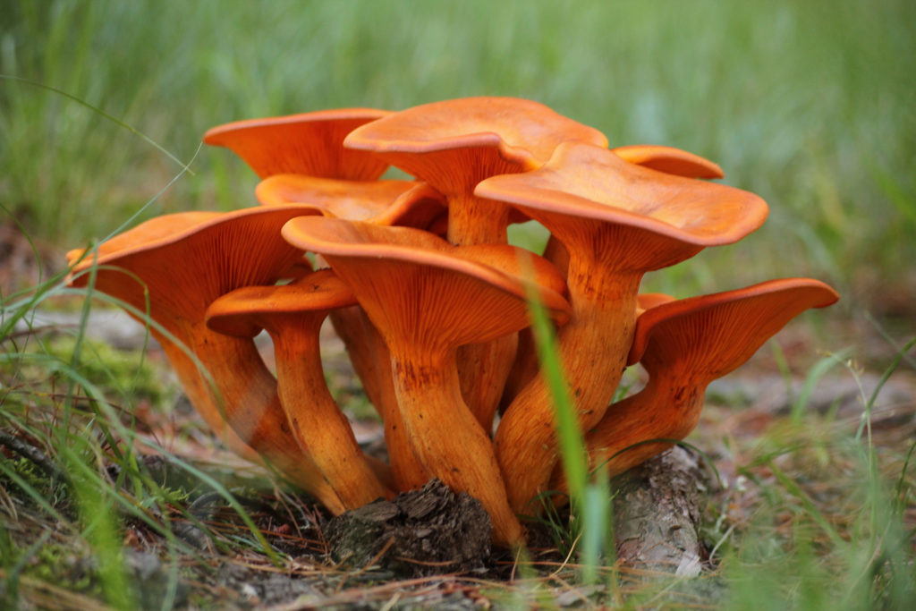 Jack-o-Lantern Mushroom in the wild