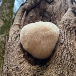 lions mane mushroom