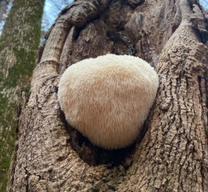 lions mane mushroom