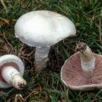 Agaricus campestris