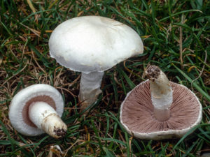 Agaricus campestris