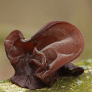 Close up of the wood ear (Auricularia Auricula-Judae)