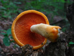 False Chanterelle Mushroom Gills