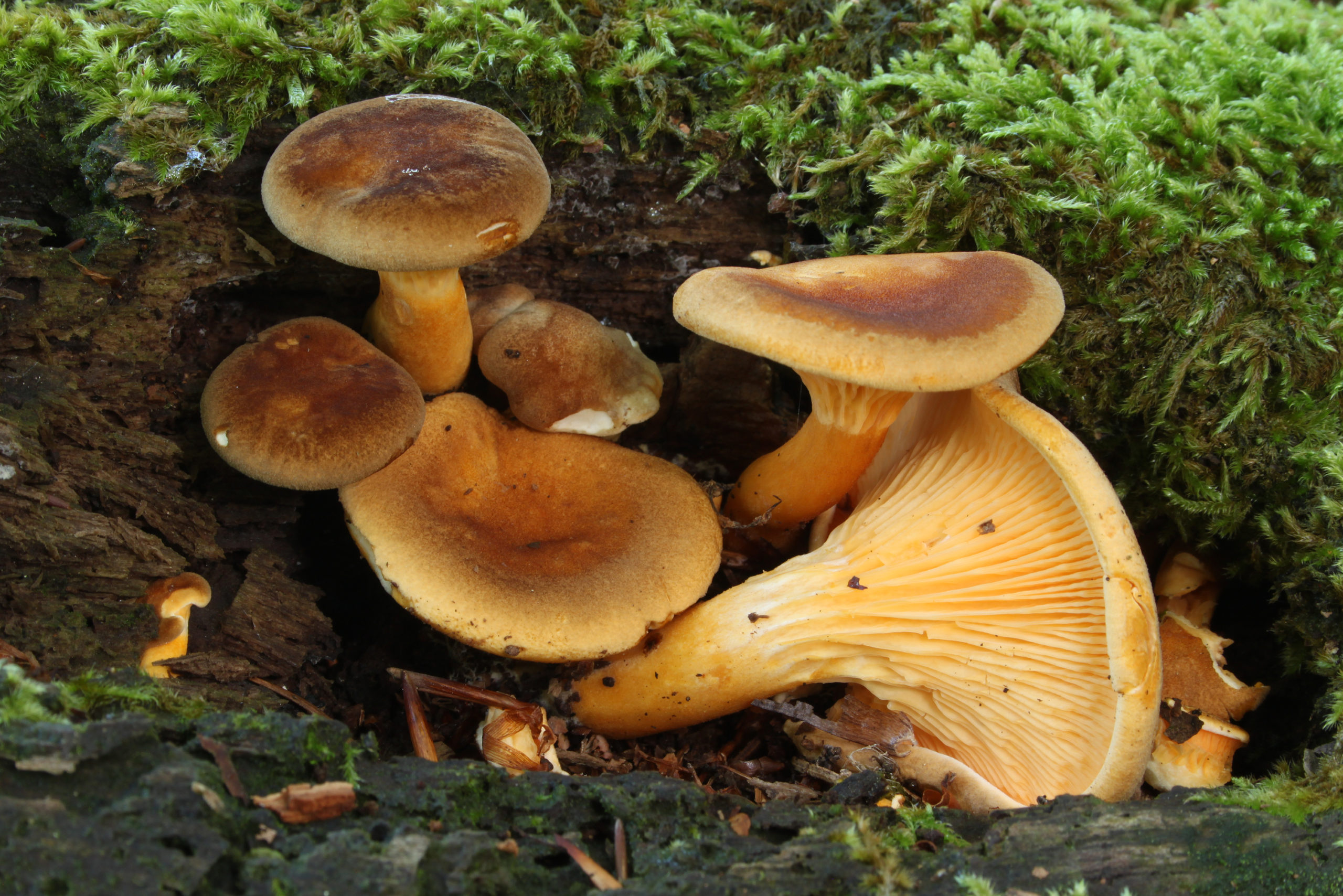 False Chanterelle Mushroom Growing