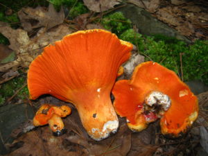 Lobster Mushroom in the woods