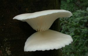 Pleurotus Pulmonarius Gills