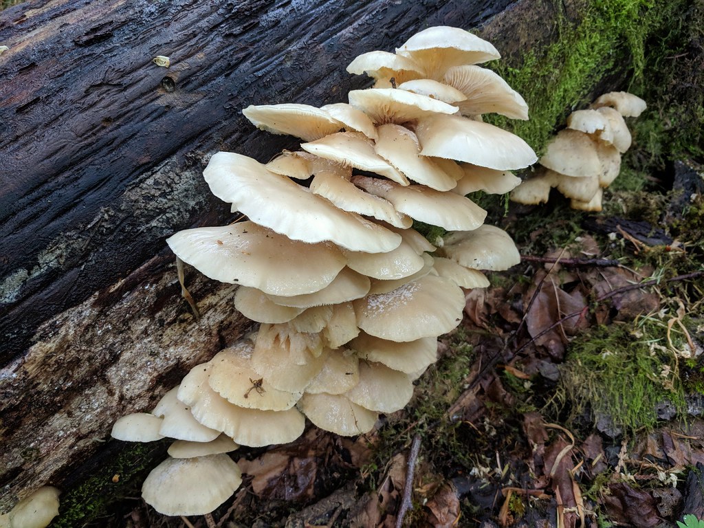 Pleurotus pulmonarius growing on a log