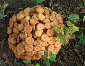 The Ringless Honey Mushroom in the wild