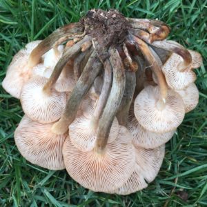 Ringless Honey Mushroom Gills