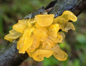 Tremella mesenterica growing on a tree