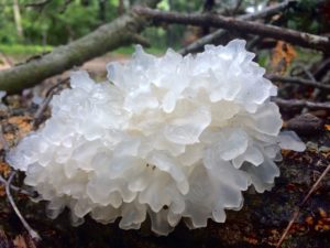 tremella fuciformis growing in the wild